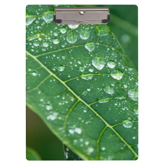 Porte-bloc Pluie sur Papaya Leaf (Devant)