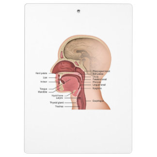 Porte-bloc Porte - bloc d'anatomie oropharyngée