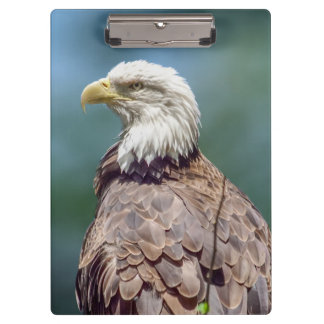 Porte-bloc Porte - bloc de Bald Eagle