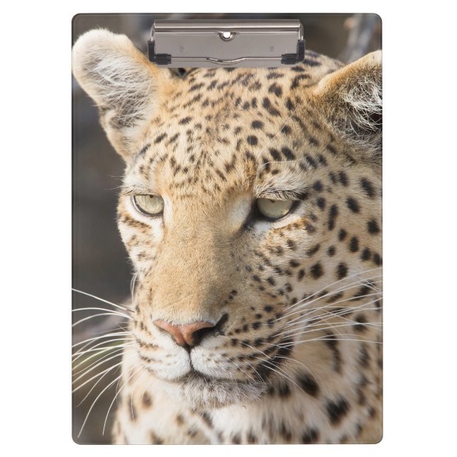 Porte-bloc Portrait de Léopard (Devant)