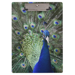 Porte-bloc Portrait de paon avec des plumes