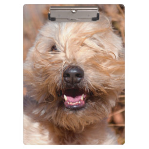 Porte-bloc Portrait de Soft Coated Wheaten Terrier
