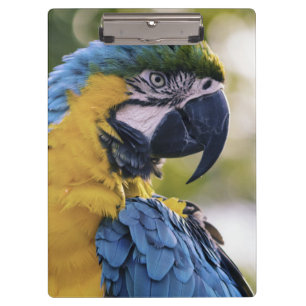 Porte-bloc Portrait du profil de la perroquet macaw