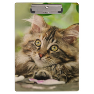 Porte-bloc Portrait mignon de photo de chaton de chat de
