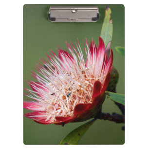 Porte-bloc Protea Dracomontana (Drakensberg Sugarbush)