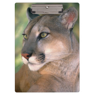 Porte-bloc Puma, Californie