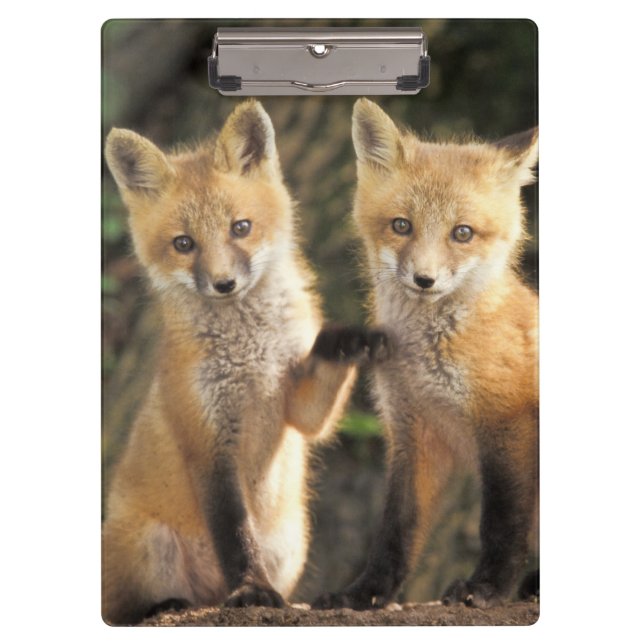 Porte-bloc Pup Red Fox devant den Vulpes vulpes) (Devant)