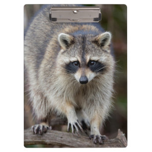 Porte-bloc Raccoon, Procyon lotor, Floride, USA 2