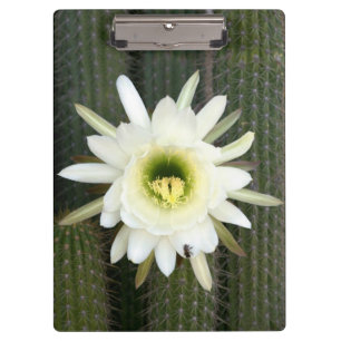 Porte-bloc Reine de la Fleur de Cactus de Nuit, Région du Kar