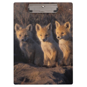 Porte-bloc renard rouge, Vulpes vulpes, kits