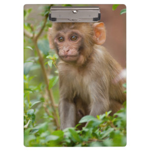 Porte-bloc Rhesus Monkey Baby, Monkey Temple, Jaipur