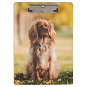 Porte-bloc Ruby Cavalier Le Roi Charles Spaniel Chien Chien