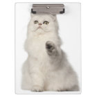 Séance de chat persan