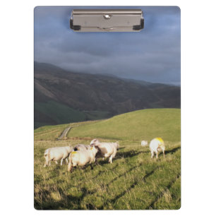 PORTE-BLOC SHEEP DE MONTAGNE