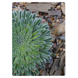 Porte-bloc Succulent plante du désert