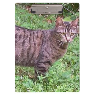 Porte-bloc Tabby Chat Brown à l'extérieur