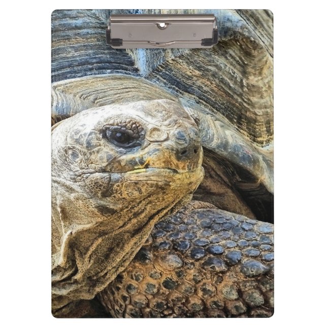 PORTE-BLOC TORTOISE (Devant)