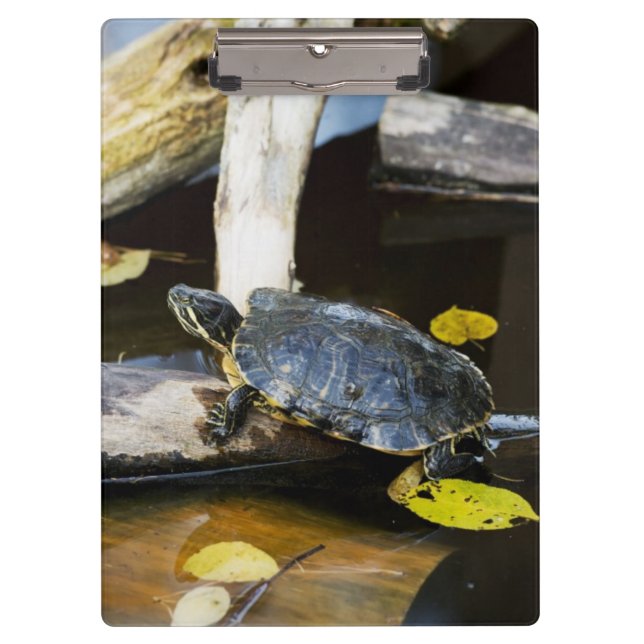 Porte-bloc Tortue de glisseur d'étang dans le sauvage (Devant)
