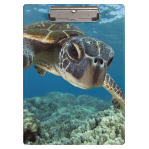 Porte-bloc Tortue de mer verte hawaïenne