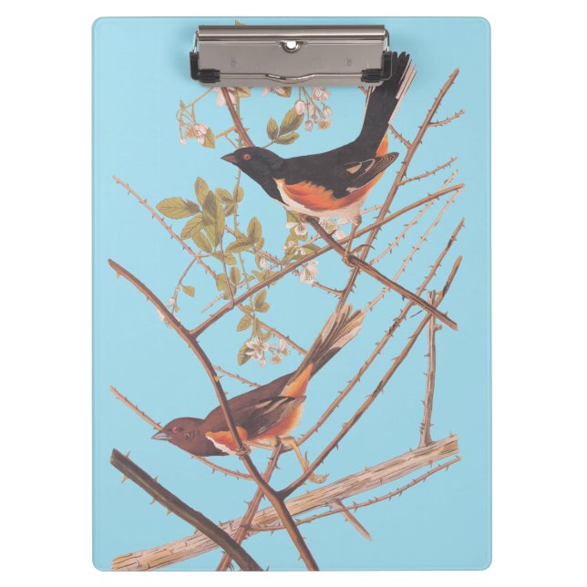Porte-bloc Towee Bunting Audubon Black and Orange Song Birds (Devant)