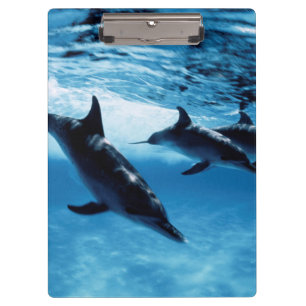Porte-bloc Trio de dauphins