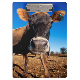Porte-bloc Une vache Jersey curieuse