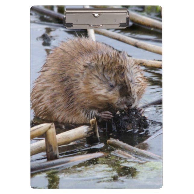 Porte-bloc USA, Nebraska. Beaver (Devant)