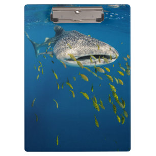 Porte-bloc Whale Shark with fish, Indonésie