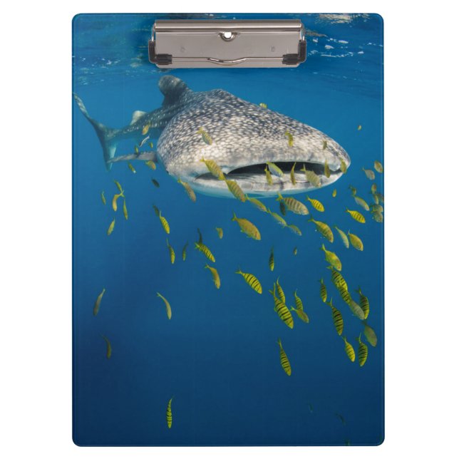 Porte-bloc Whale Shark with fish, Indonésie (Devant)