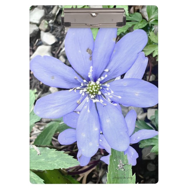 Porte-bloc Whisper of the woods - lilas Fleur sauvage dans le (Devant)