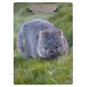 Porte-bloc Wombat mignon et câlin Tasmanie Australie