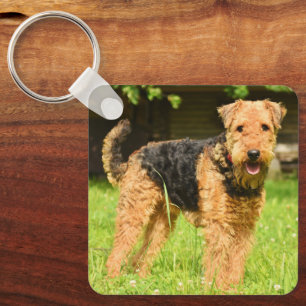 Porte-clés Airedale Terrier Chien chiot