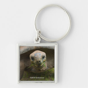 Porte-clés Alimentation de tortue d'Aldabra