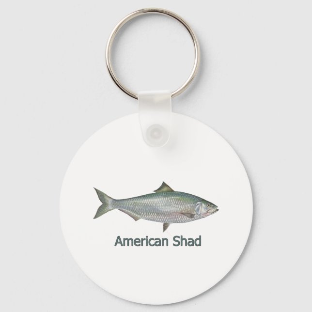 Porte-clés American Shad (titre) (Recto)