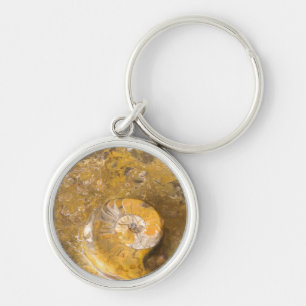 Porte-clés Ammonite et autres fossiles en roche polie