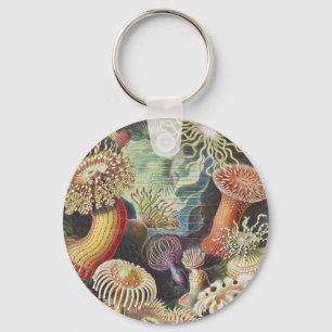 Porte-clés Anémones de mer, Actiniae Seeanemonen Ernst Haecke