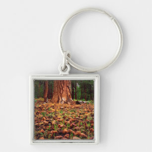 Porte-clés Arbre Ponderosa ancien avec des cônes de pin