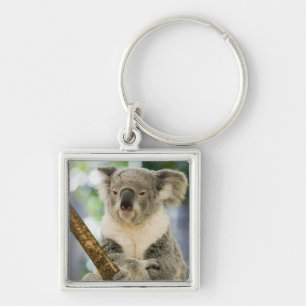 Porte-clés Australie, Queensland, Brisbane, Fig Tree