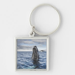 Porte-clés Baie d'espoir de Spyhops de baleine de bosse,