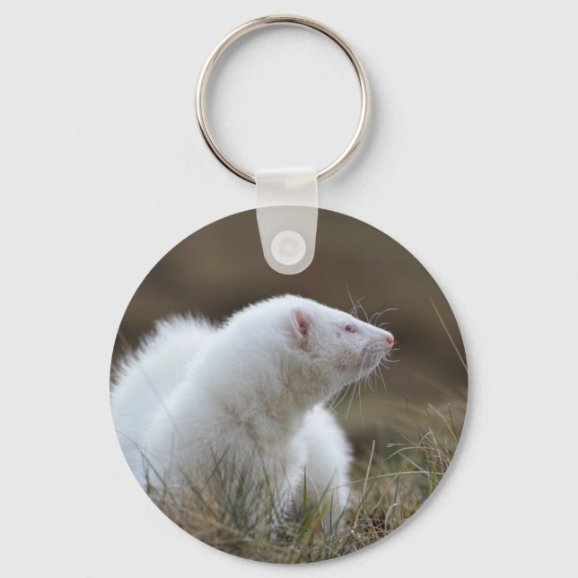 Porte-clés Beau Albino Ferret (Recto)
