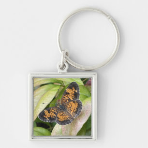 Porte-clés Beau papillon en Porte - clé de la nature