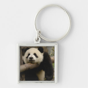 Porte-clés Bébé panda géant Ailuropoda melanoleuca)