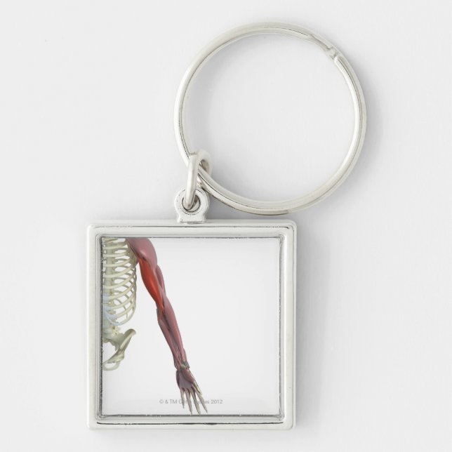 Porte-clés Biceps-brachii (Devant)