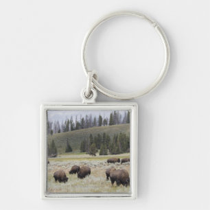 Porte-clés Bison dans la vallée de Hayden de Yellowstone