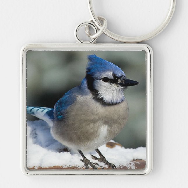 Porte-clés Blue Jay (Devant)