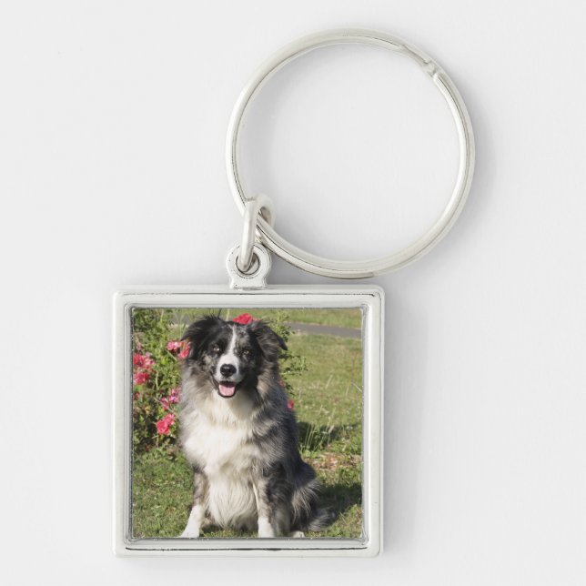 Porte-clés Border collie (Devant)