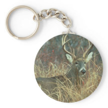 Buck in the Grass