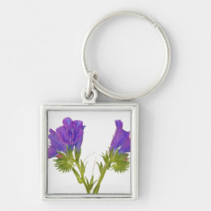Porte-clés Bugloss pourpre de vipères (plantagineum d'echium)