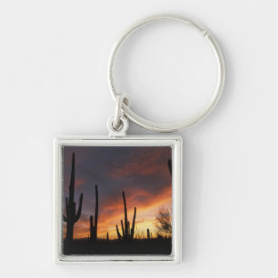 Porte-clés cactus saguaro, Carnegiea gigantea, après