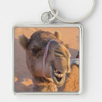 Camel avec une drôle d'expression faciale - Oman